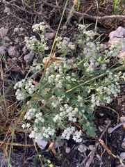 Parthenium
