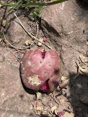 Opuntia hyptiacantha