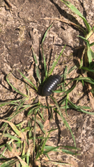 Armadillidium vulgare