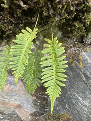 Polypodium glycyrrhiza