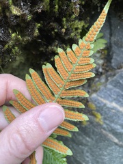 Polypodium glycyrrhiza