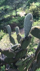 Opuntia leucotricha