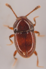 Cephennodes