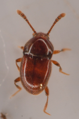 Cephennodes