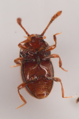 Cephennodes