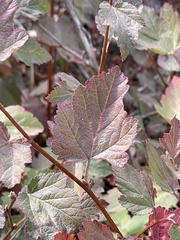 Physocarpus malvaceus