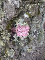 Herpothallon rubrocinctum