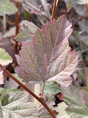 Physocarpus malvaceus
