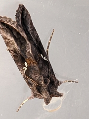 Autographa