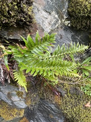 Polystichum munitum