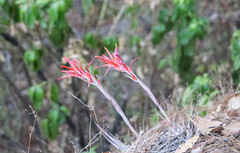 Pitcairnia robert-downsii