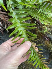 Polystichum munitum
