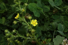 Potentilla norvegica