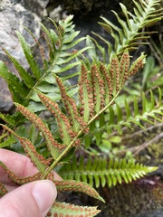 Polystichum munitum