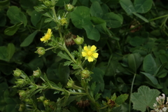 Potentilla norvegica