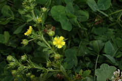 Potentilla norvegica