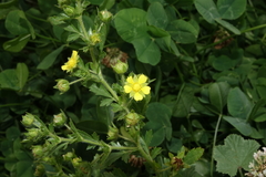 Potentilla norvegica