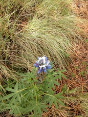 Lupinus montanus