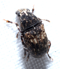 Piesocorynus mixtus
