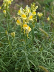 Linaria vulgaris