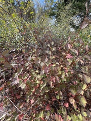 Physocarpus malvaceus