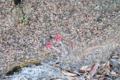 Pitcairnia robert-downsii