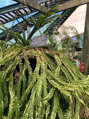 Phlegmariurus phlegmarioides