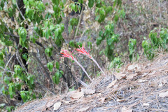 Pitcairnia robert-downsii