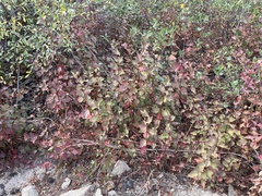 Physocarpus malvaceus