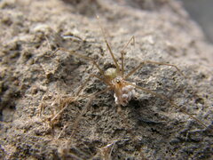 Psilochorus hesperus