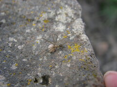 Psilochorus hesperus