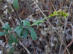 Solidago spathulata