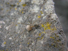 Psilochorus hesperus