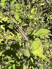 Cucullia convexipennis