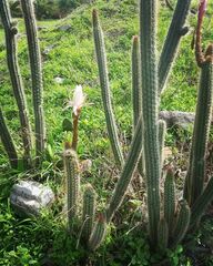 Nyctocereus serpentinus