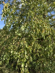 Betula nigra