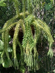 Phlegmariurus phlegmaria