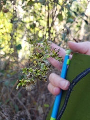 Solidago spathulata