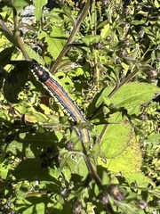 Cucullia convexipennis