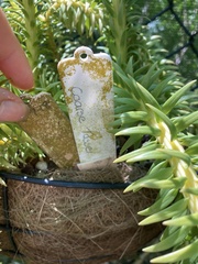 Phlegmariurus phlegmaria