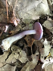 Cortinarius iodes