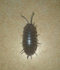 Porcellio