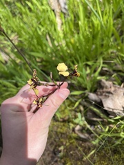 Diuris pardina