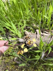 Diuris pardina