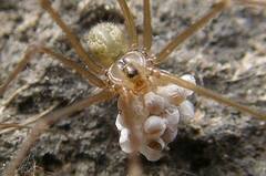 Psilochorus hesperus