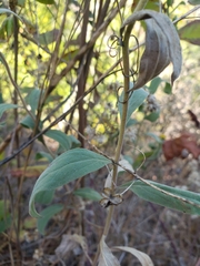 Solidago spathulata