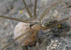 Psilochorus hesperus