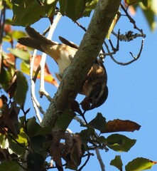 Pheucticus ludovicianus