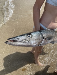 Sphyraena barracuda