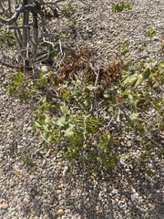 Phoradendron macrophyllum